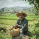 cetak sawah sid untuk kesejahteraan pangan dan petani di indonesia