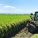 pemetaan lahan sawah baru di indonesia