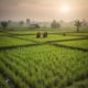 pertanian sawah SID tahun 2025 di indonesia