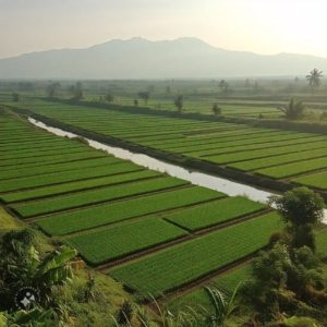 sid cetak sawah untuk ketahanan pangan