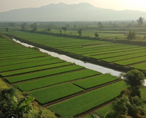 sid cetak sawah untuk ketahanan pangan