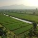 sid cetak sawah untuk ketahanan pangan